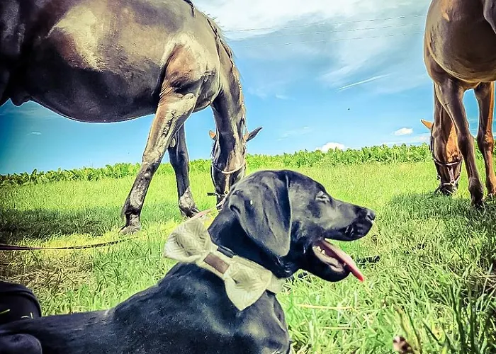 Schwalbenhof Guest house *